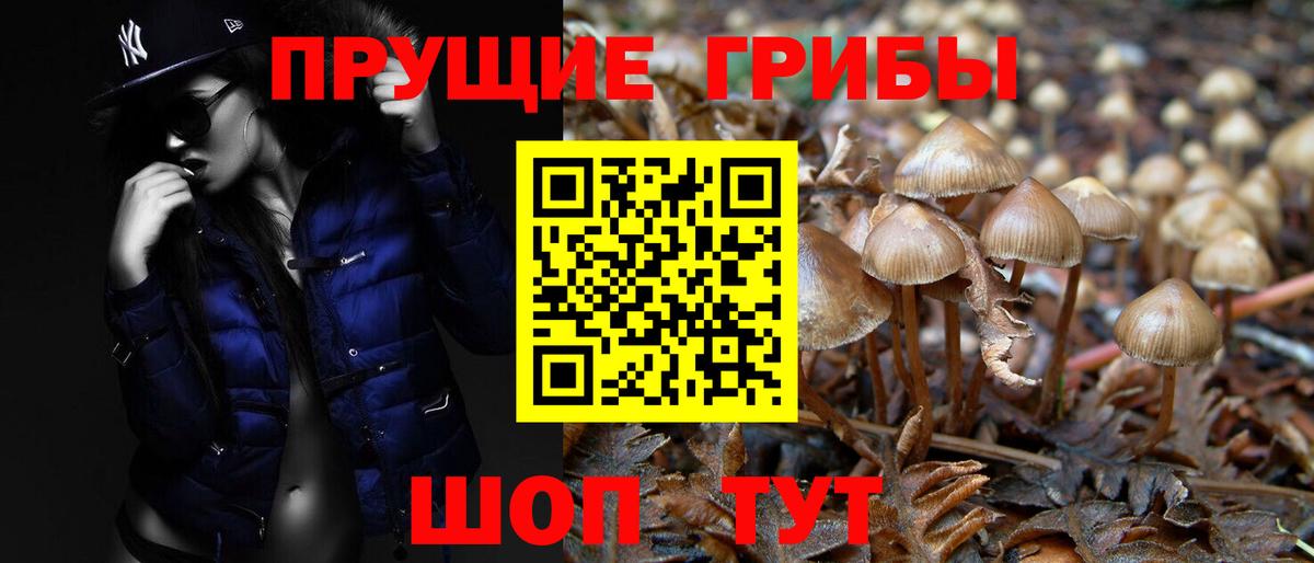 Фурманов  Галлюциногенные грибы Psilocybe  где купить   Вход с VPN 